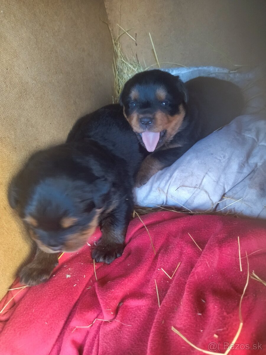 Lotwajler -bersky salašnícky ovčiak - 12