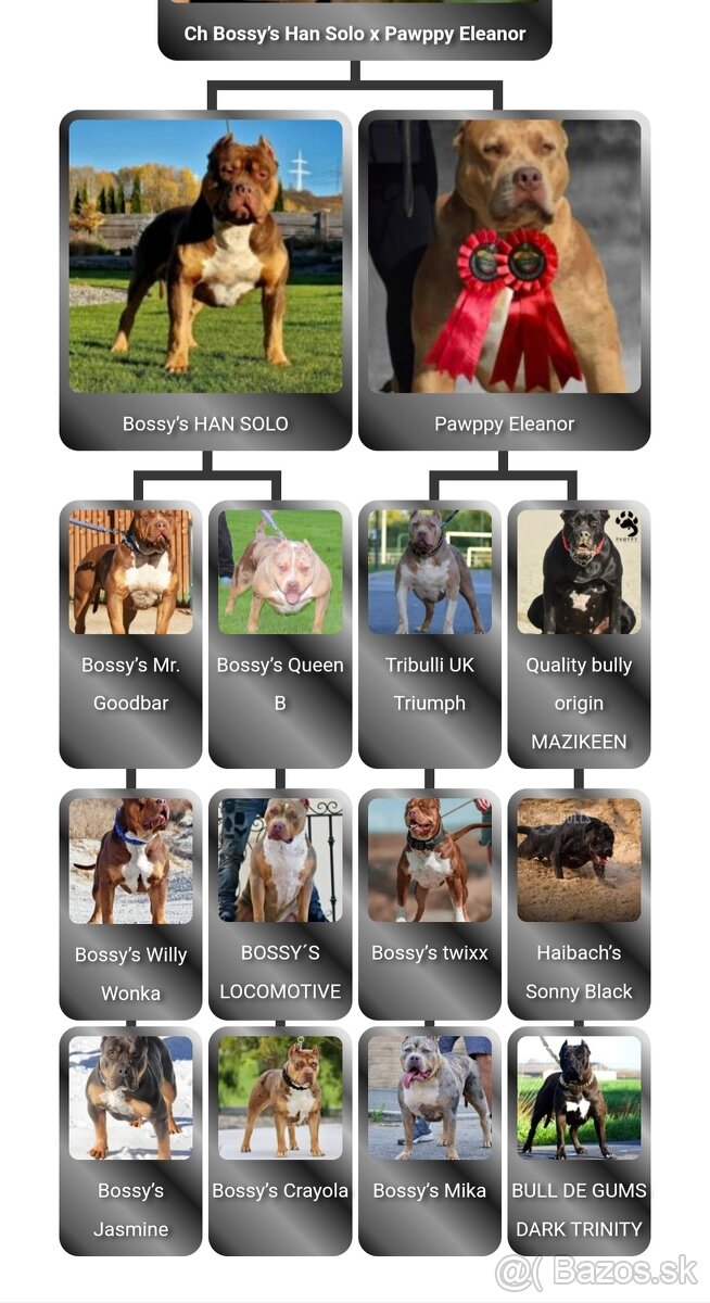 American Bully XL XXL - 12