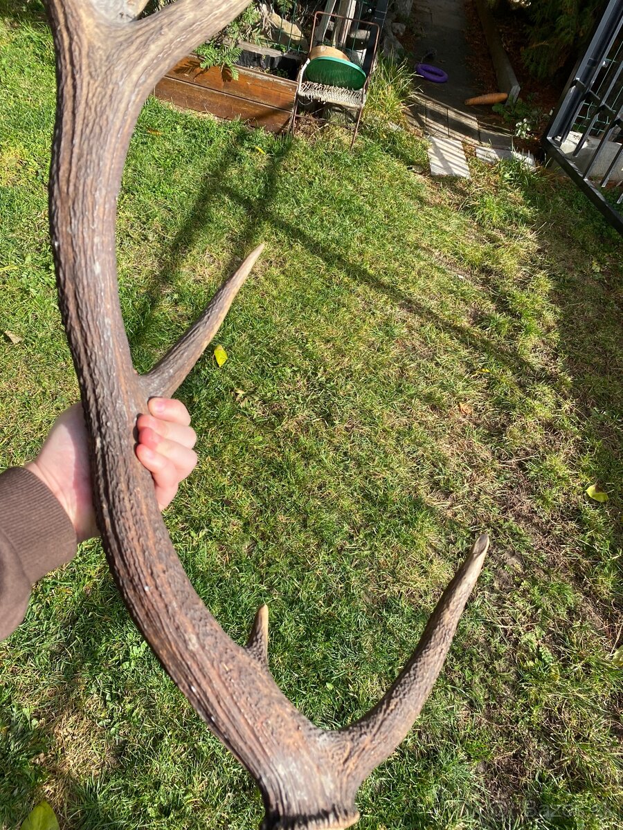 Jelenie zhody / parohy 74cm - 12