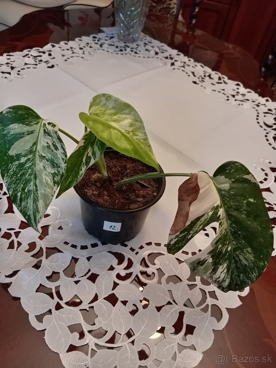 Monstera variegata - 12