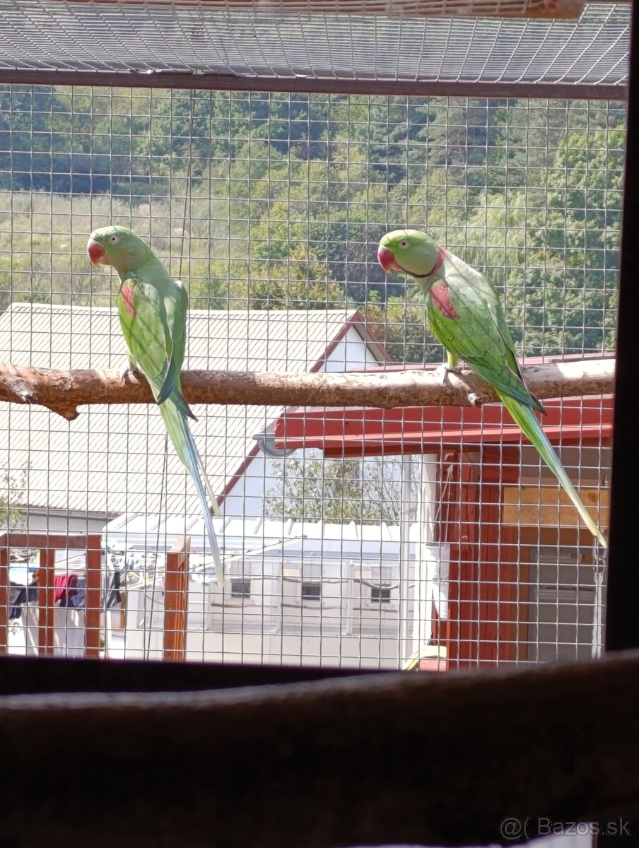 Alexander velký - 12