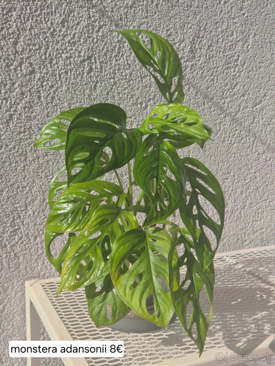 Predám izbové rastliny 2 - 12