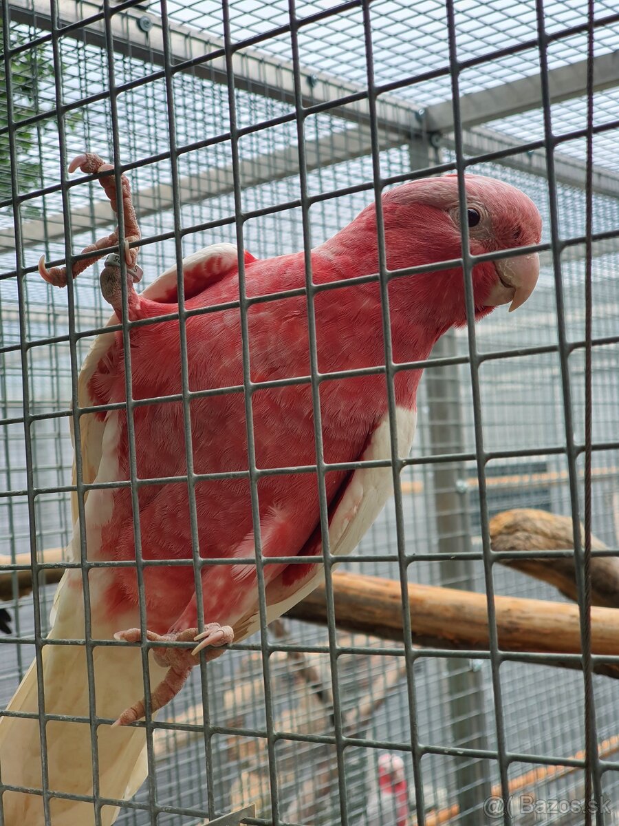 Inka,ruzovy lutino, horsky - 12