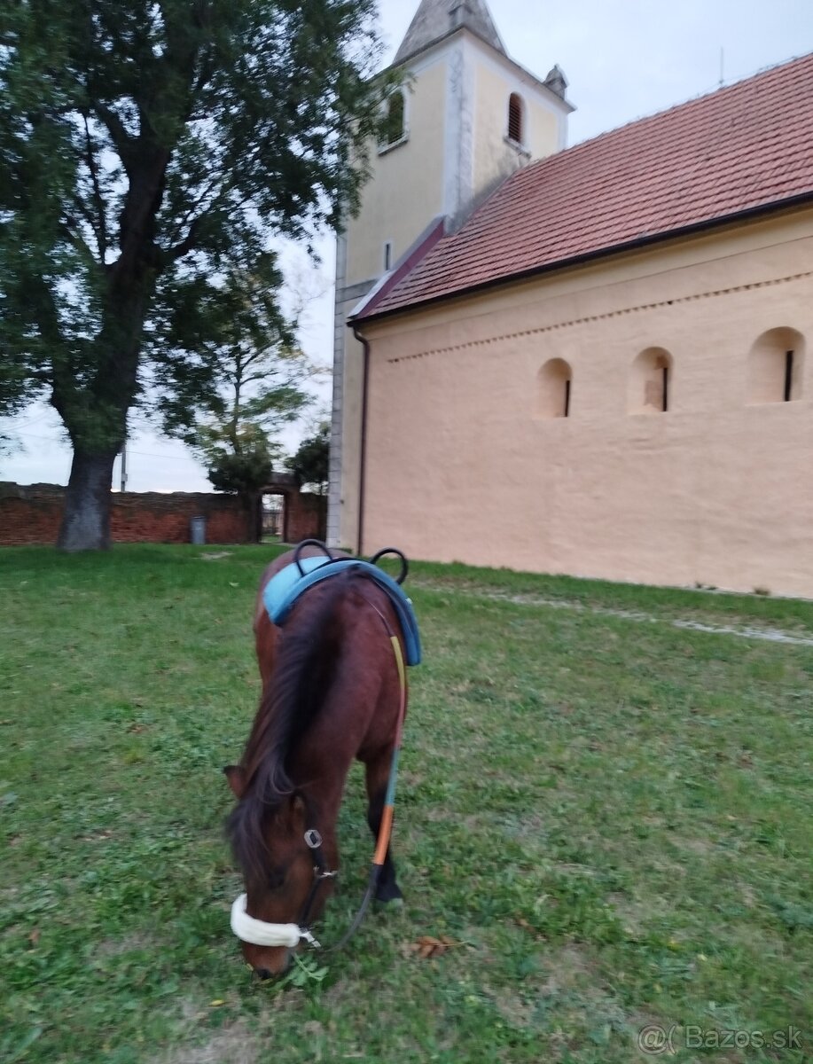 Poník valach - 12