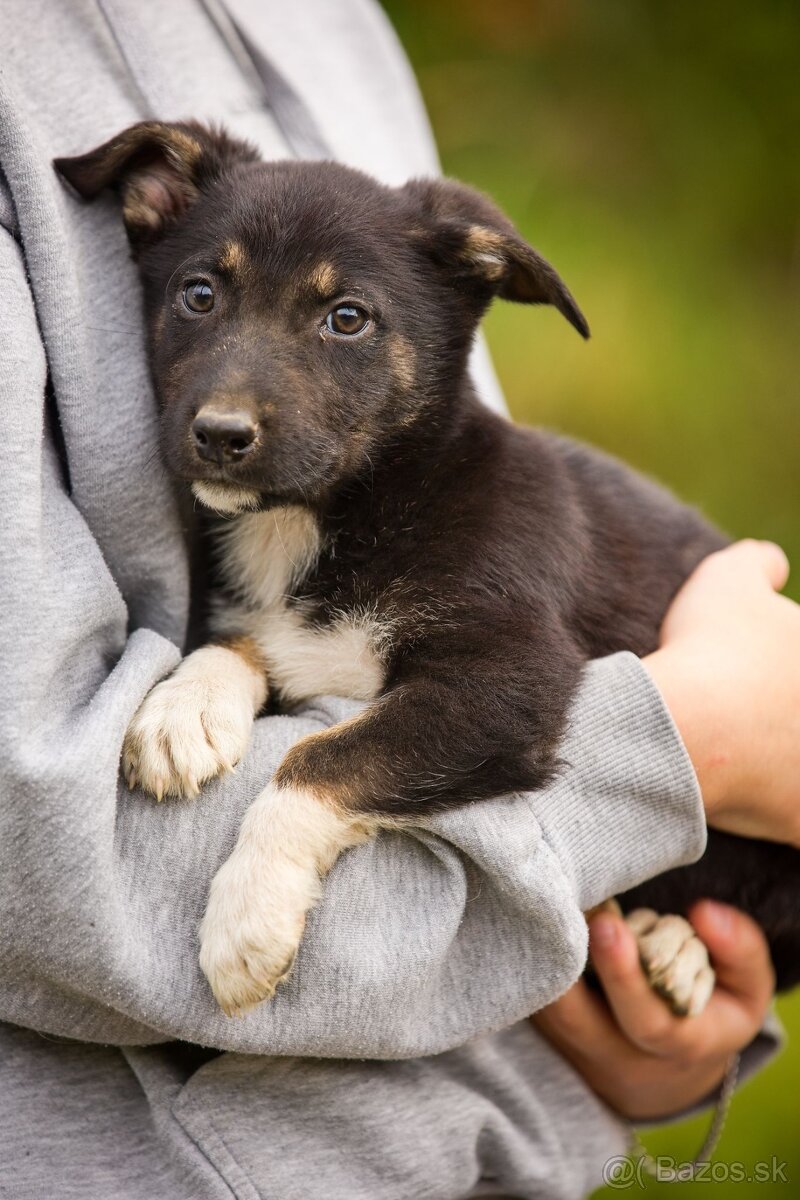 Darujem originálne šteniatka - mix husky / vlčiak / jazvečík - 12
