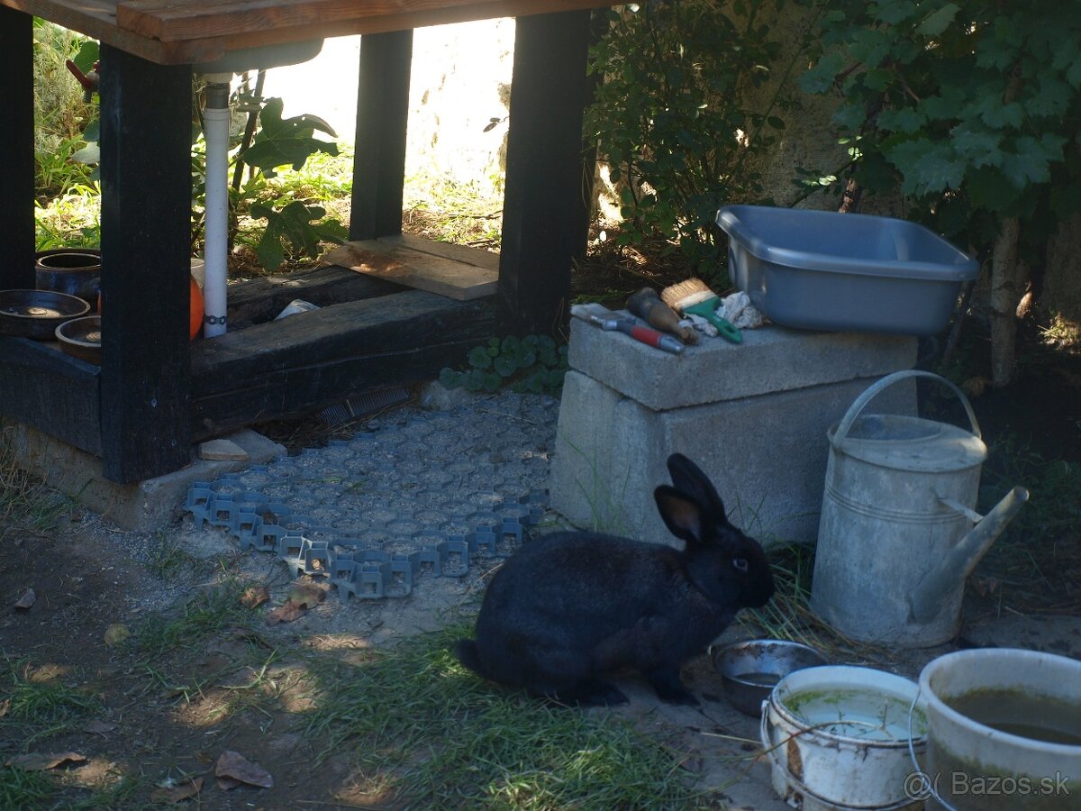 zajace z voľného výbehu a voliéry- ideálne na chov - 12