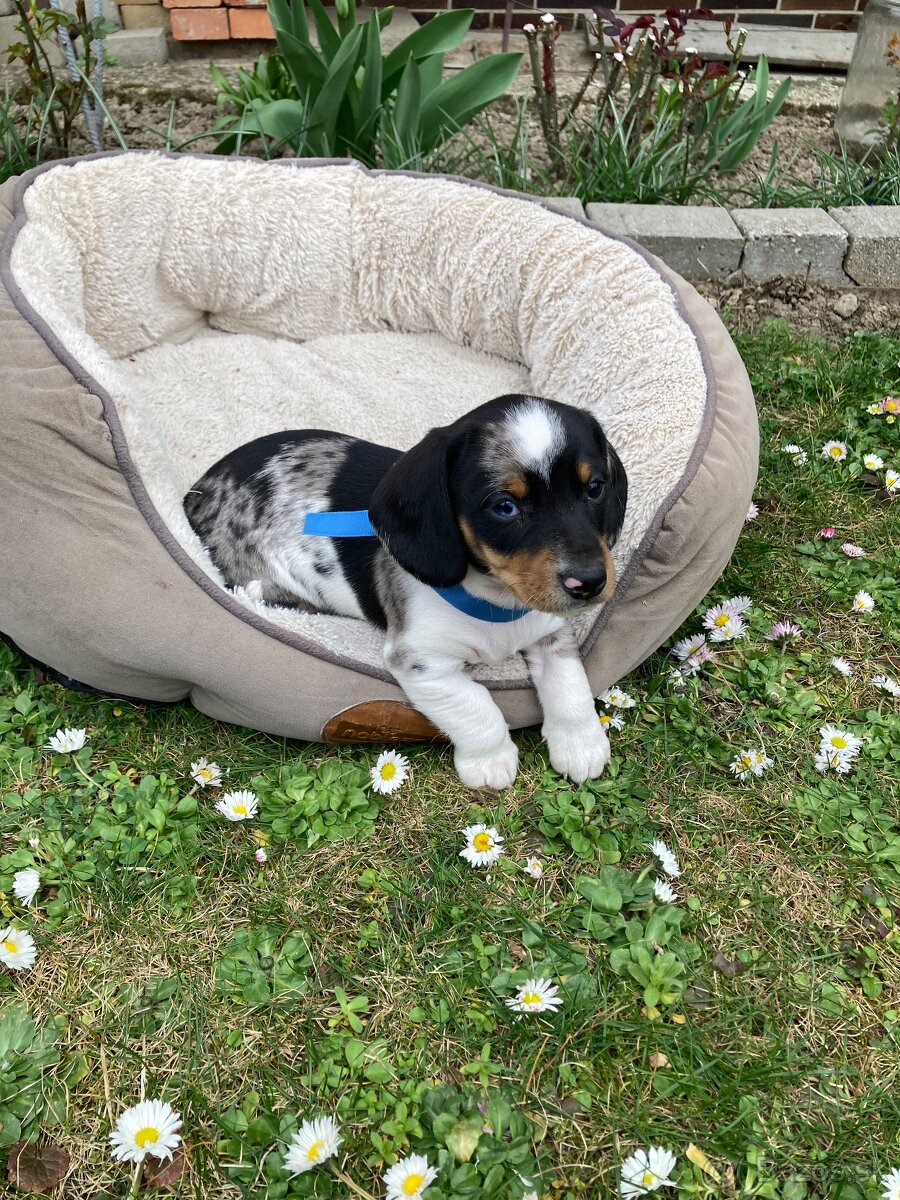 Jazvečík trpasličí krátkosrstý - 12