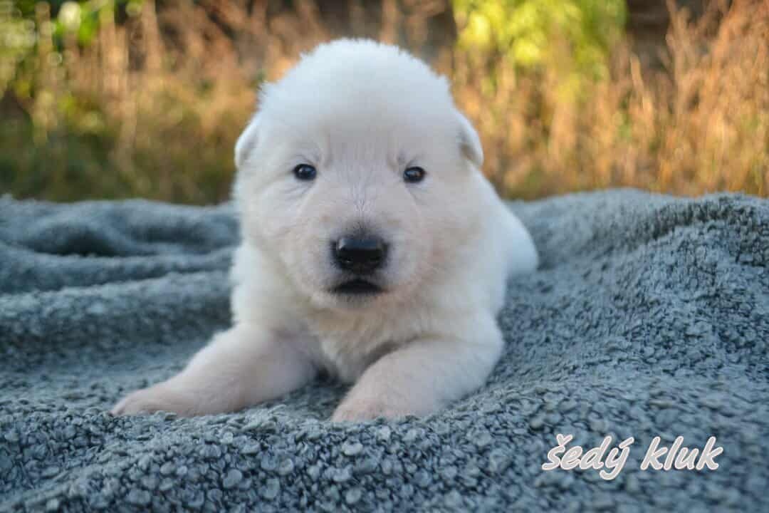 Biely švajčiarsky ovčiak , s PP - 12