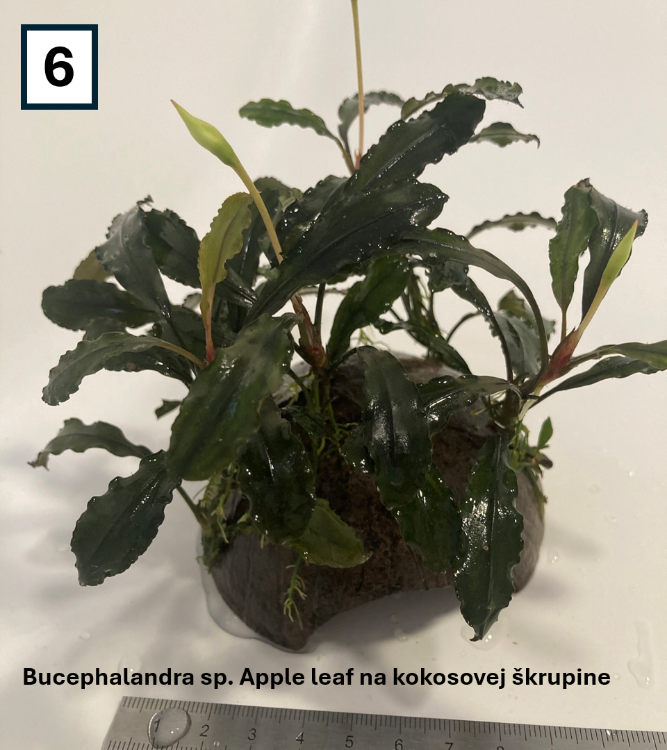 Akváriové rastliny na dekoráciach - 12