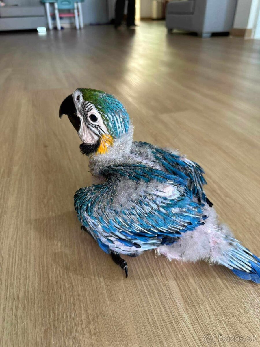 Ručne dokrmene - 12