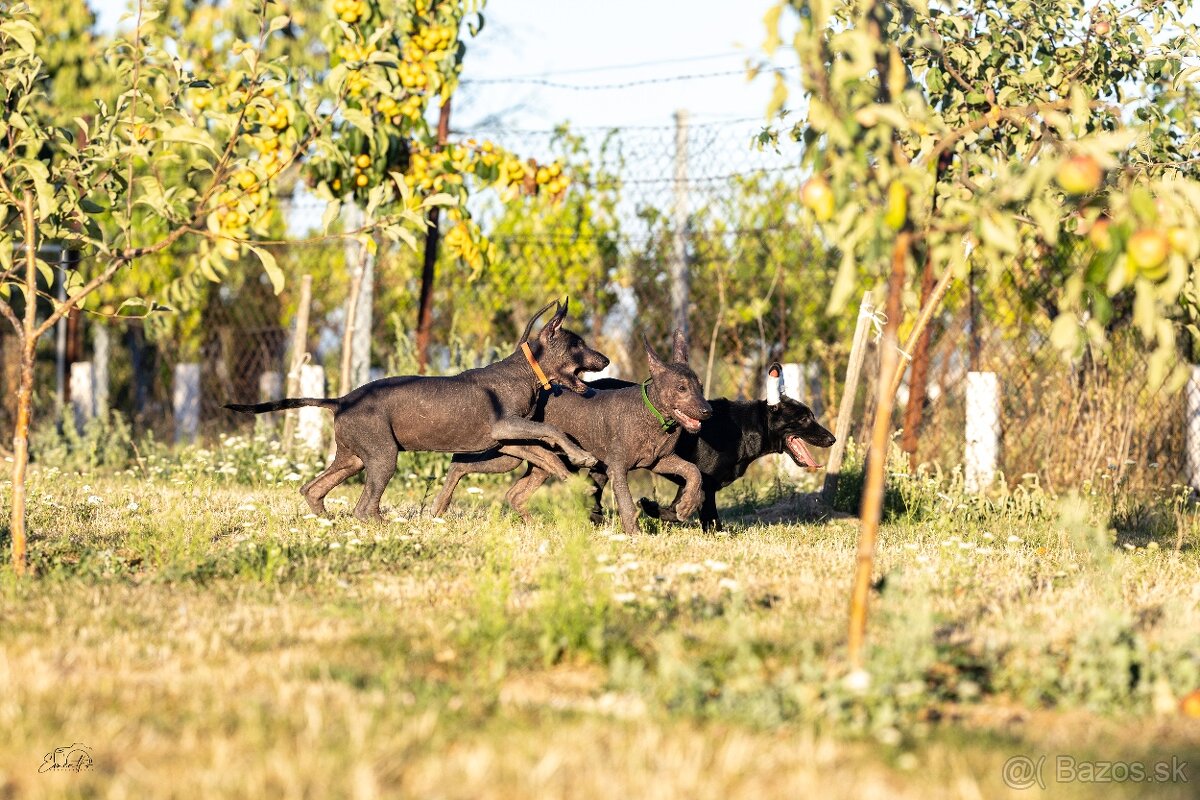 Mexický naháč - 12