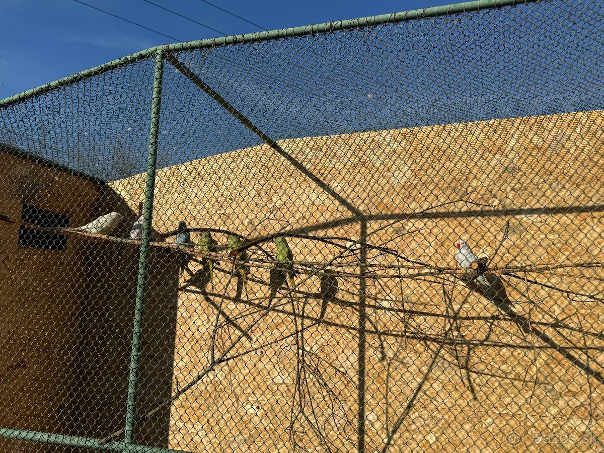 Alexandre malé , Papagáj spevavy - 12