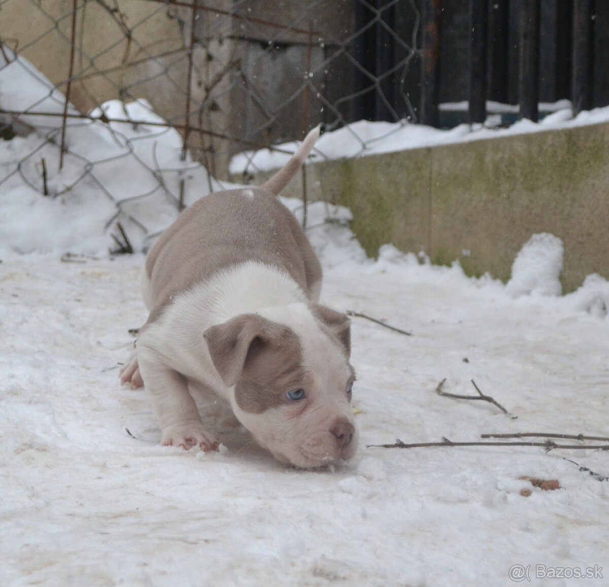 American bully pocket/standard - 12