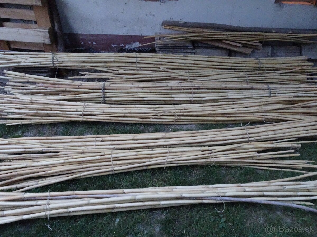 Predám stovky bambusov za symbolickú cenu rôznych dľžok - 12