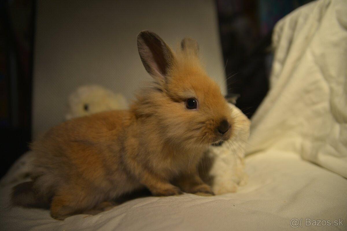 Predám zakrsleho kralička - 12