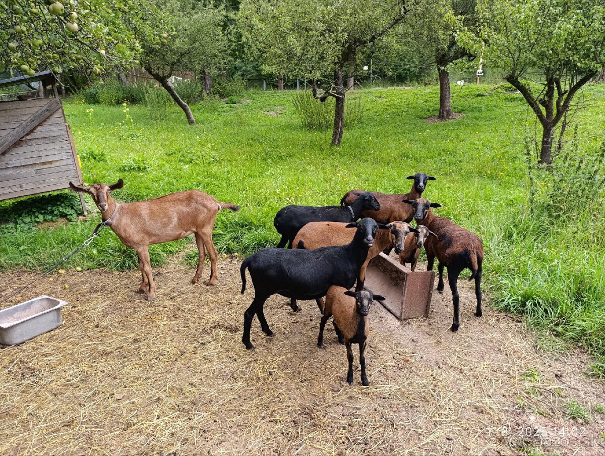 Kamerunské ovce - 12