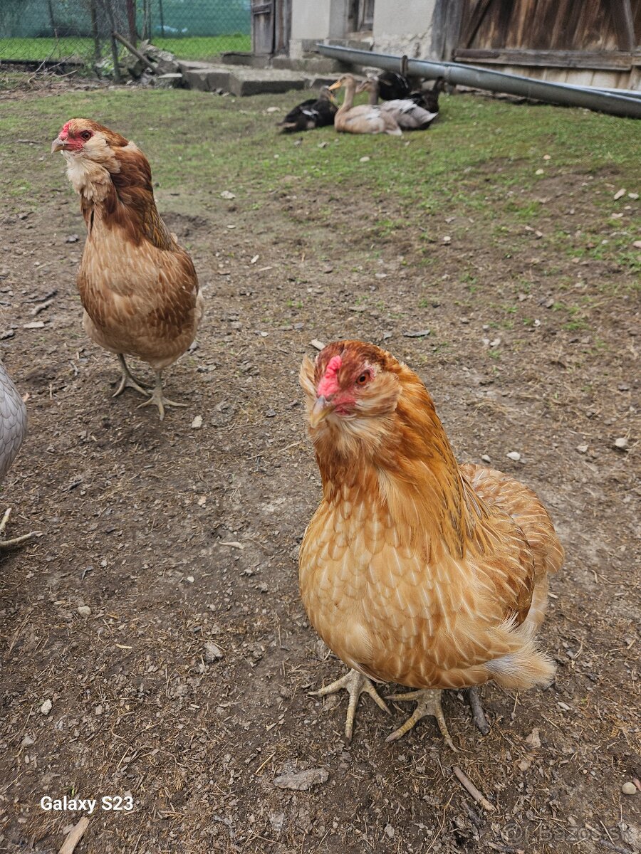 Predám nasadové vajíčka araucana - 12