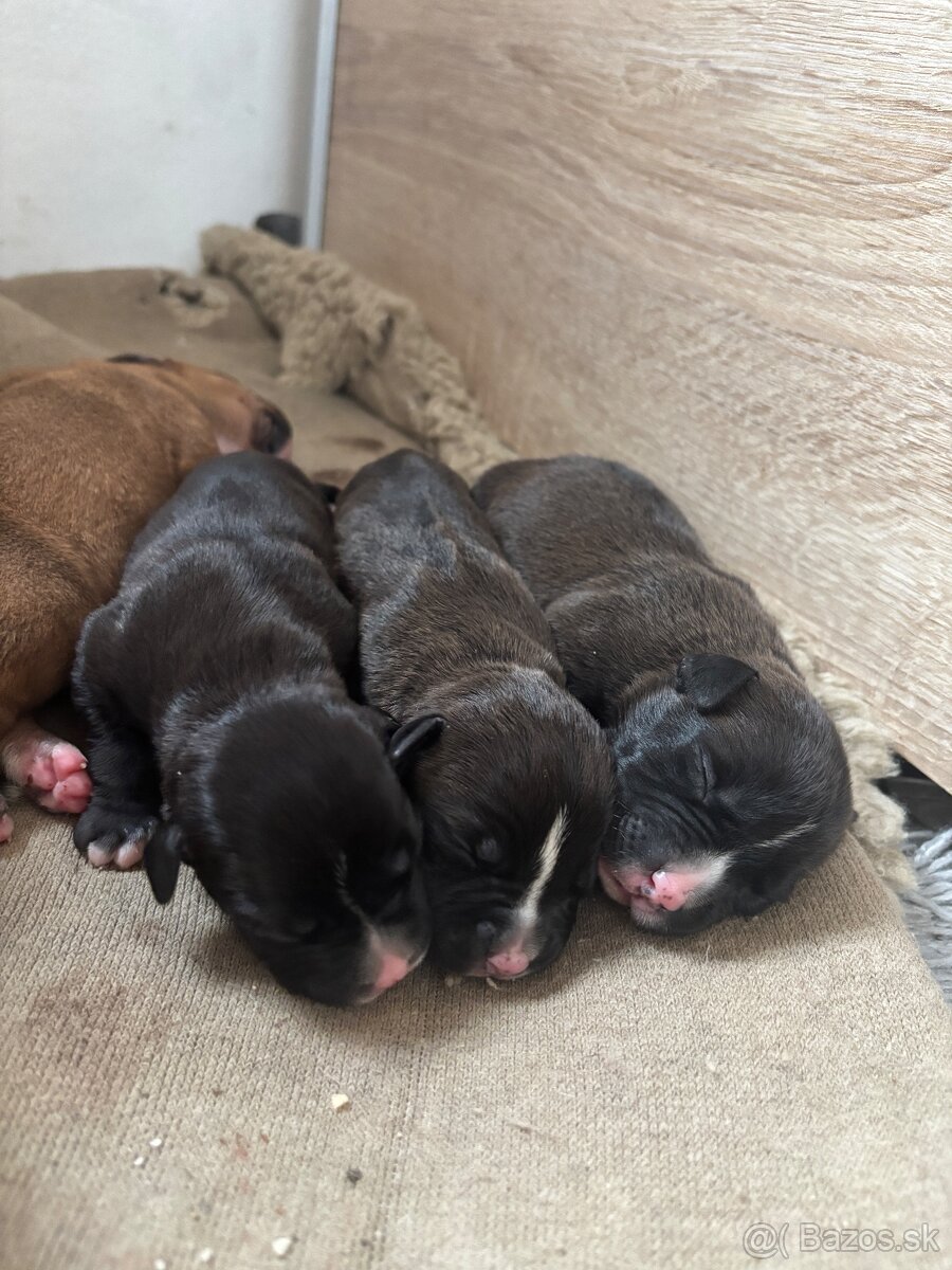 Americký stafordsirsky terier, Stafford, amstaf - 12