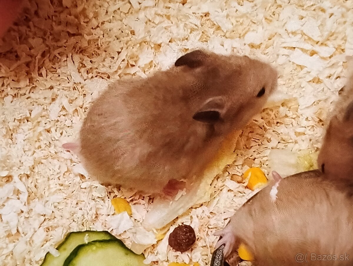 Škrečok sýrsky - 12