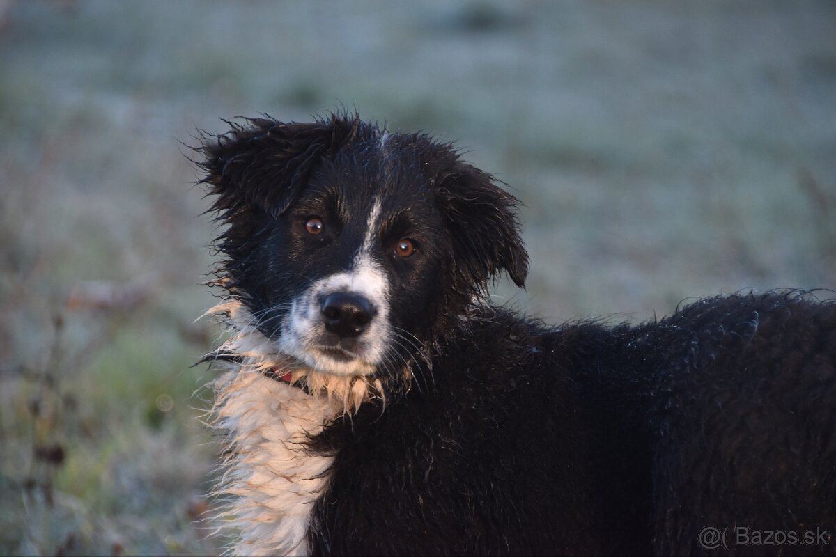 Border kólia s PP - 12