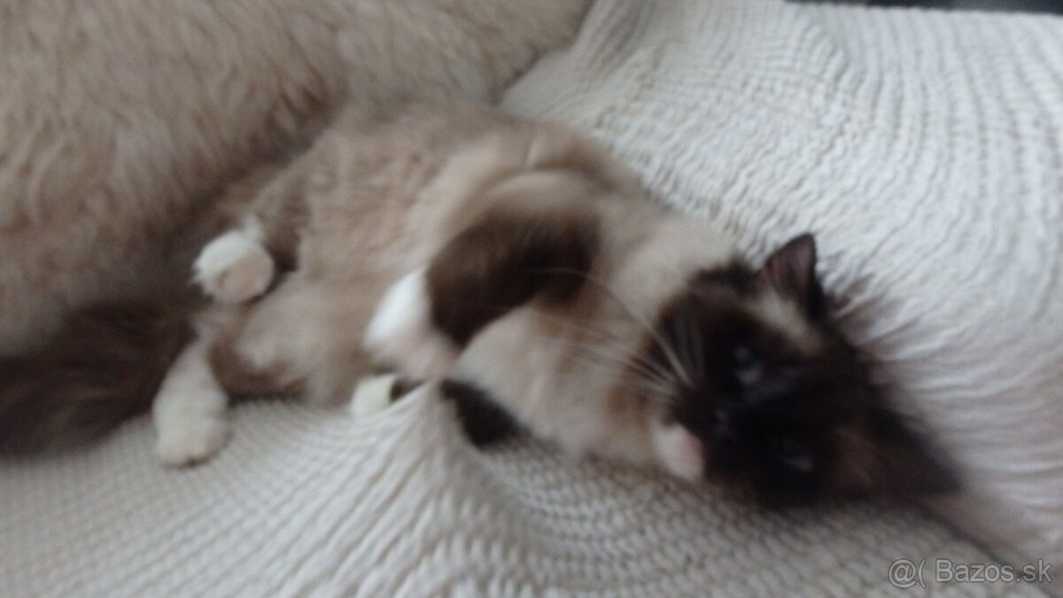 ragdoll,radgoll,mačatá predané na predal len dospelé mačky - 12