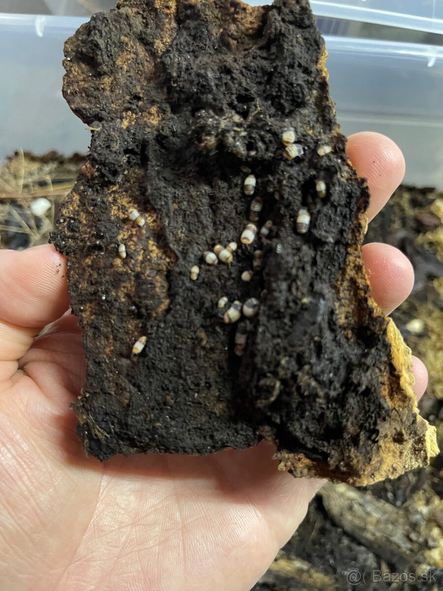 Isopody na predaj bioaktívne poklady pre tvoje terárium 🐛🌿 - 12