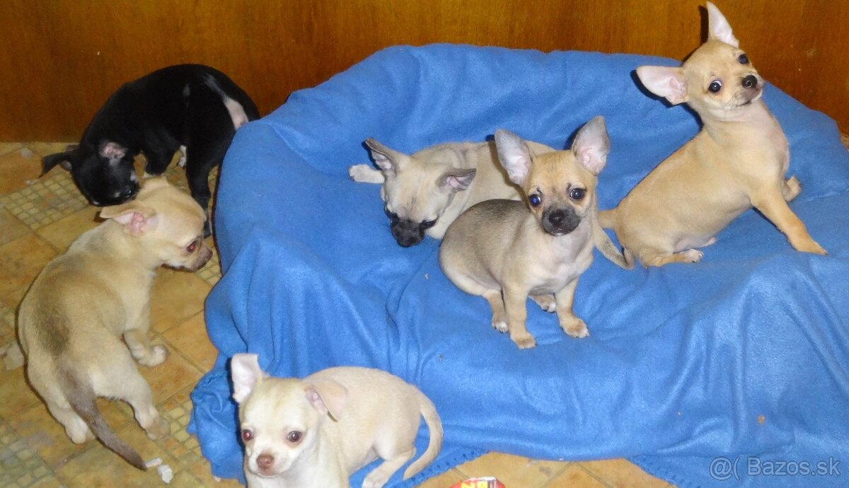 čivava krátkosrstá - 12