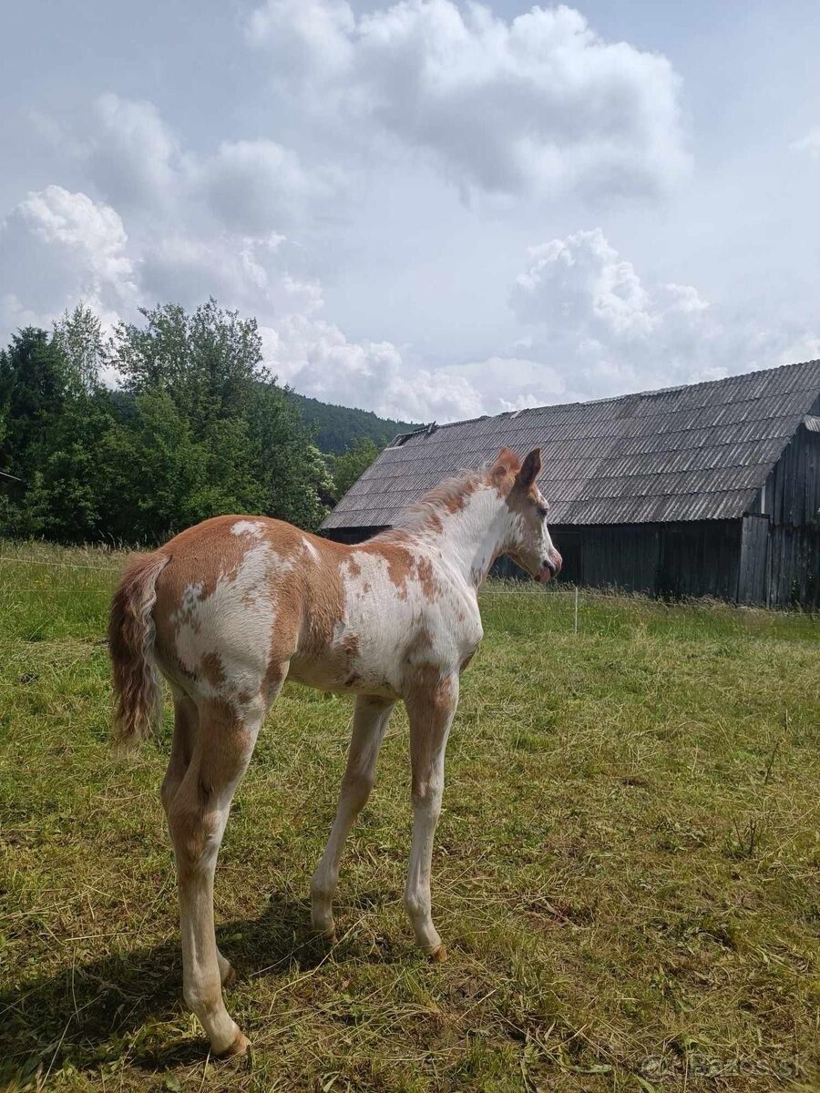 Pripúšťanie APH žrebcom - 12