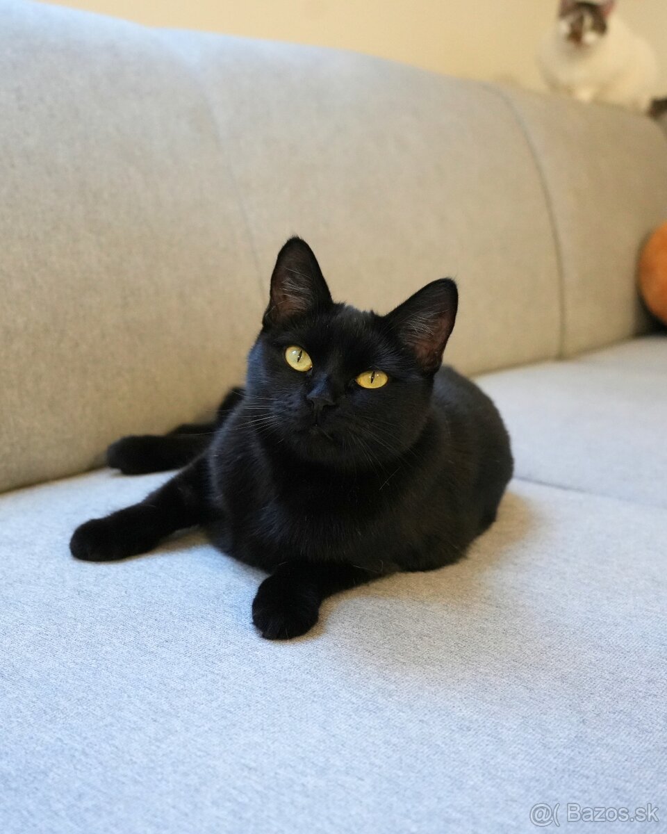 Mačička HILDA hľadá domov - 12