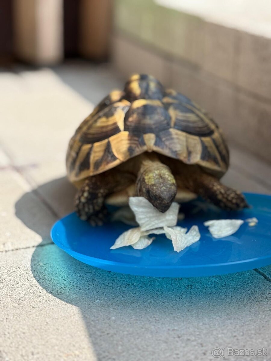 Stráženie psíkov - 12