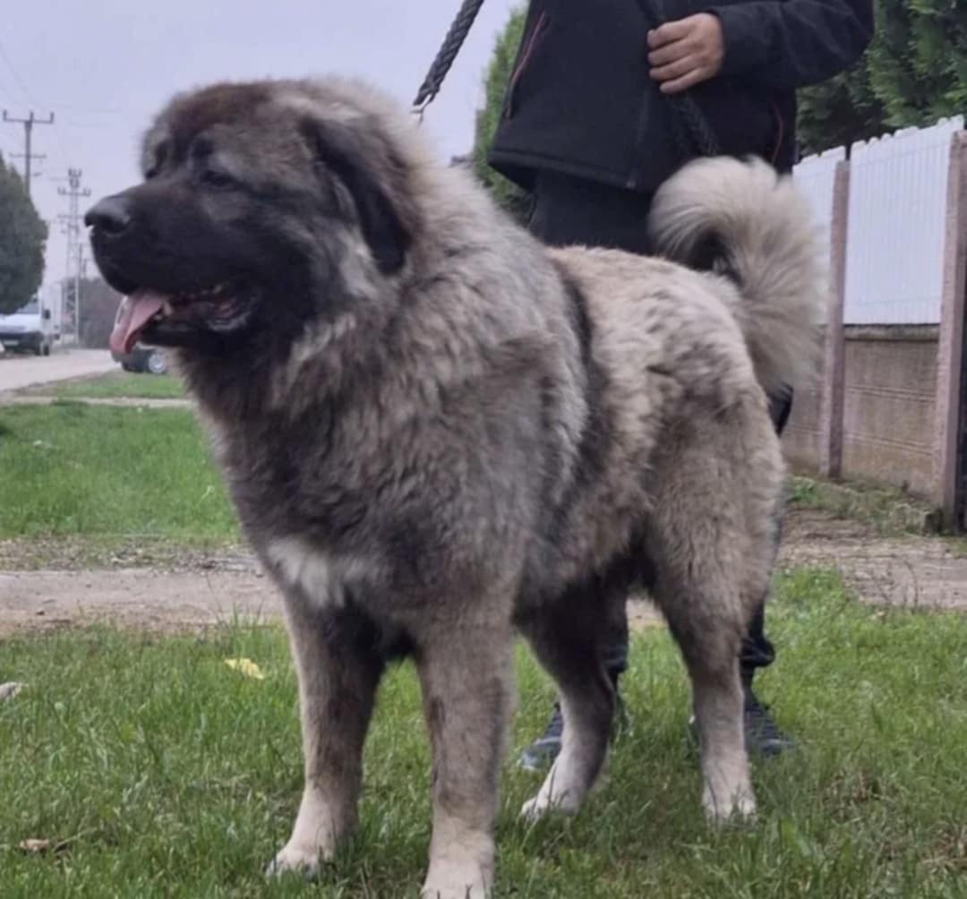 Šteniatko Kaukaz - 12