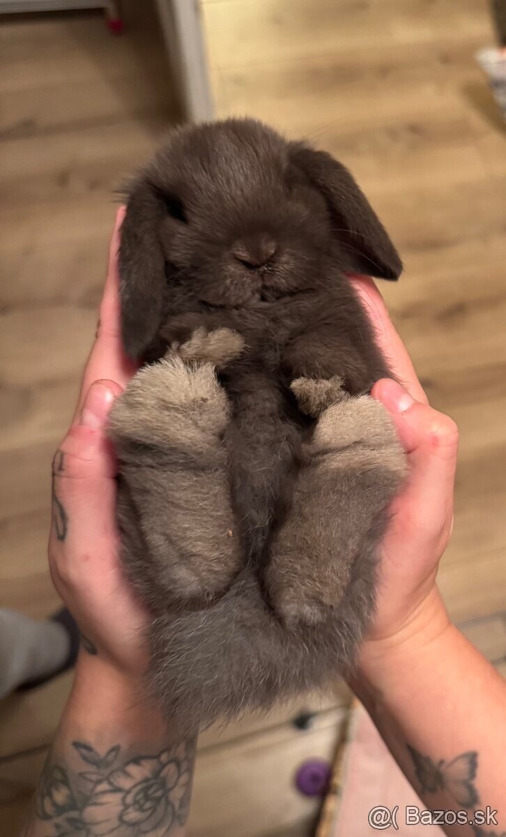 🧸 Minilop králiky🤎 - 12
