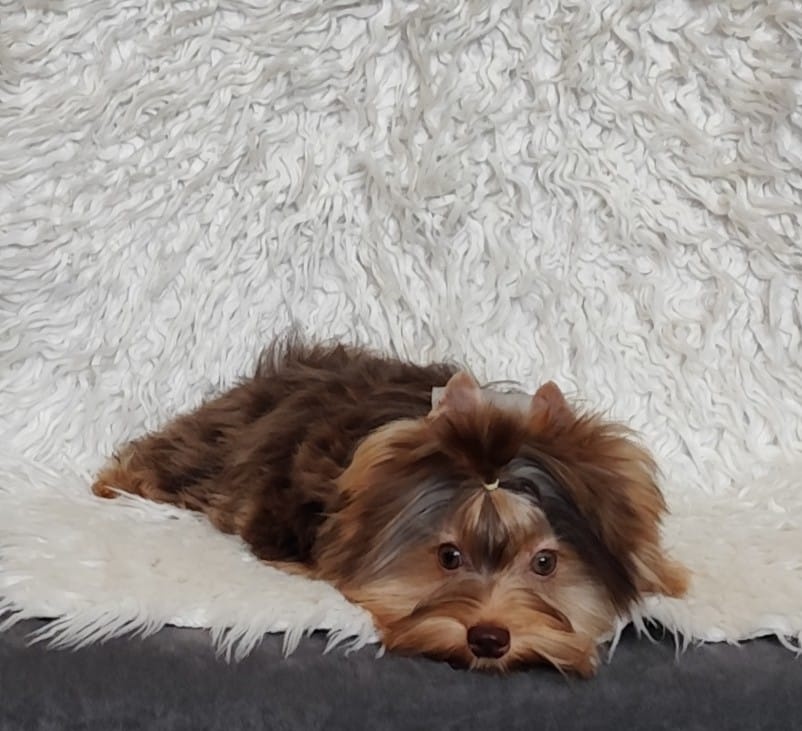 Yorkshire teriér, Biewer, Biro, Yorkshire teriér s PP - 12