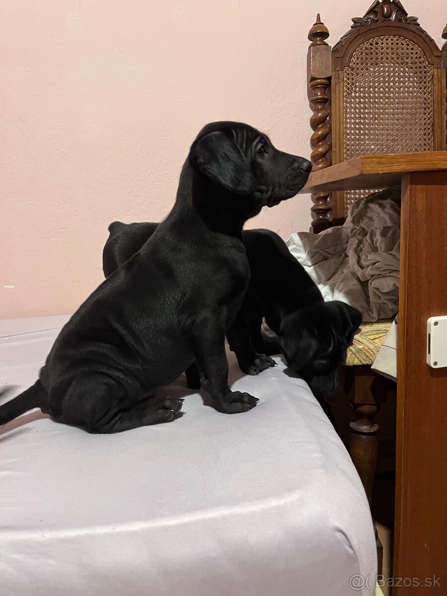 Steniatka labradora - 12