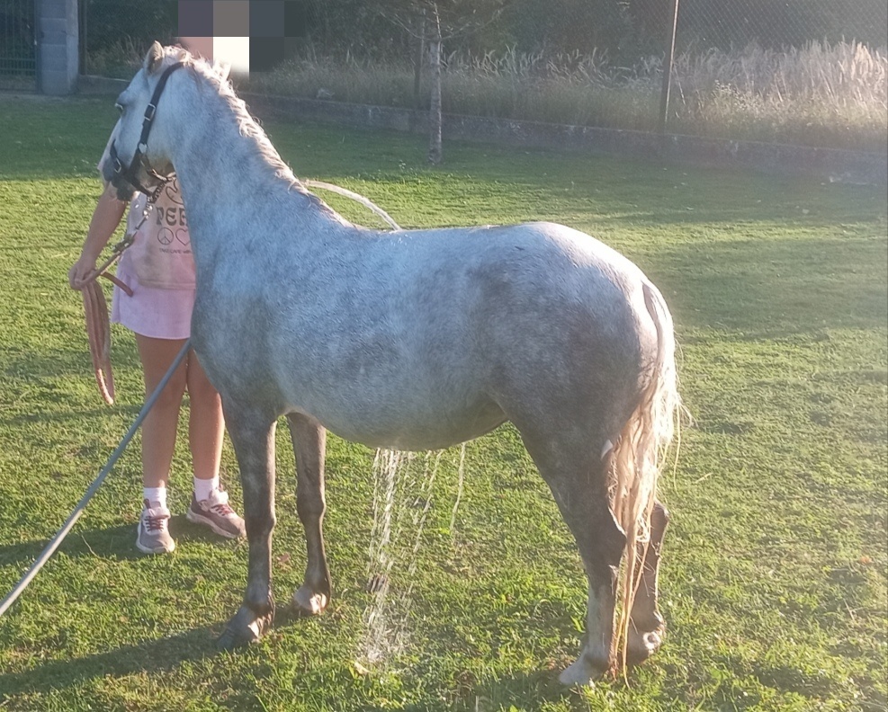 Pony kobylka - žrebná - 12