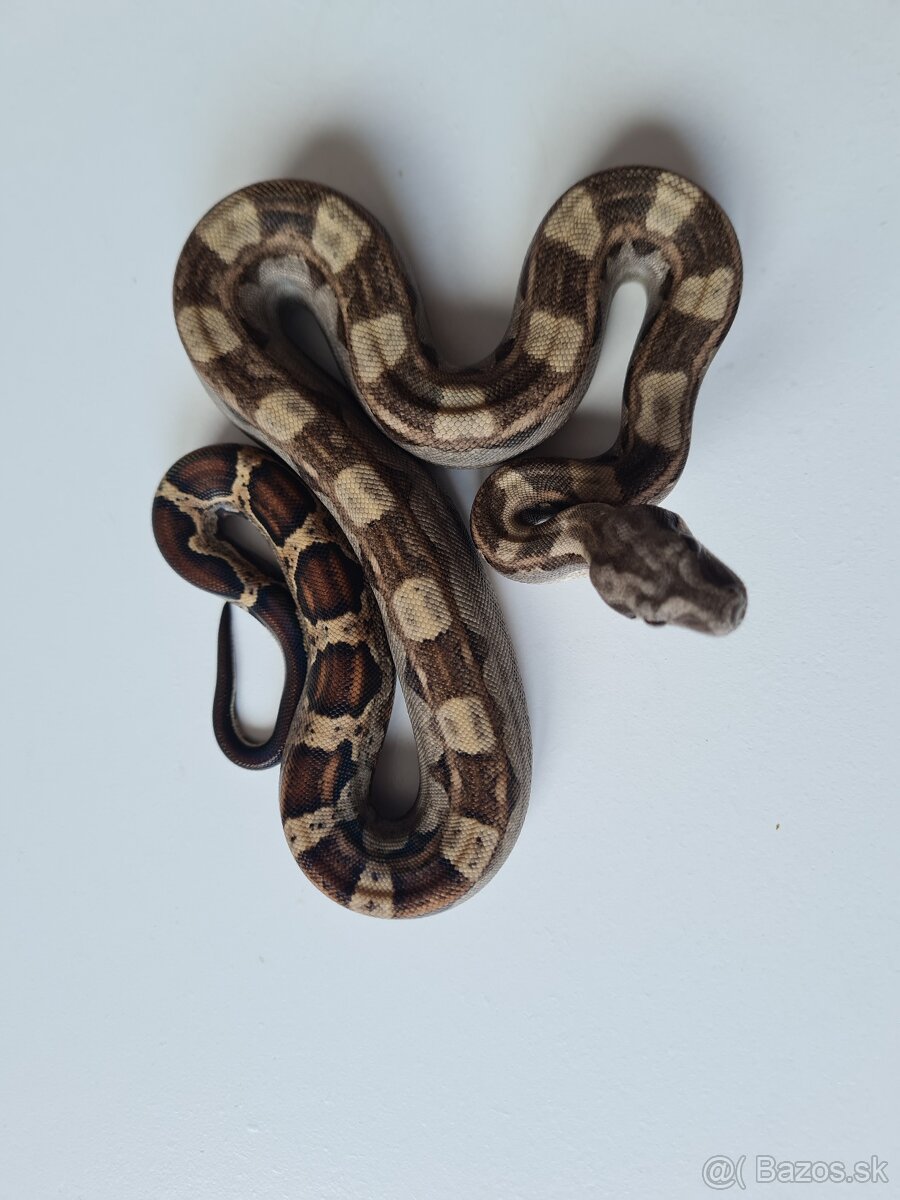 Veľhad Královský-Boa Constrictor tohto ročné - 12