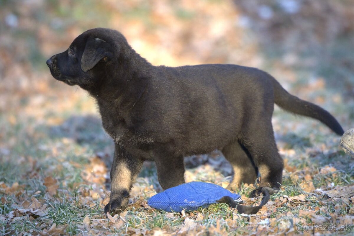 Nemecký ovčiak psík s PP - 12