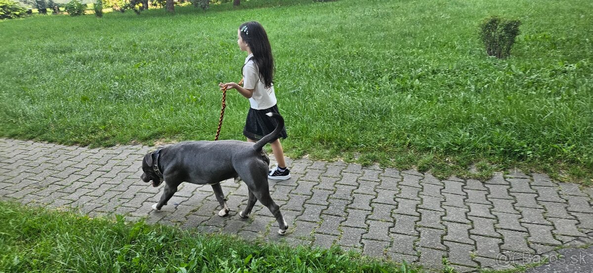 Krytie - Americky Stafordsirsky terier - 12