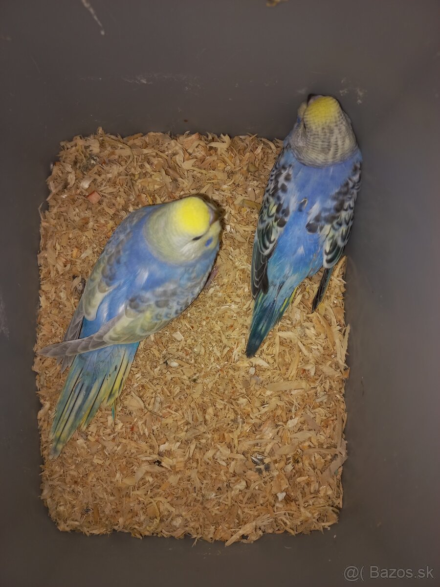 Andulka - Papagájec vlnkovaný - 12