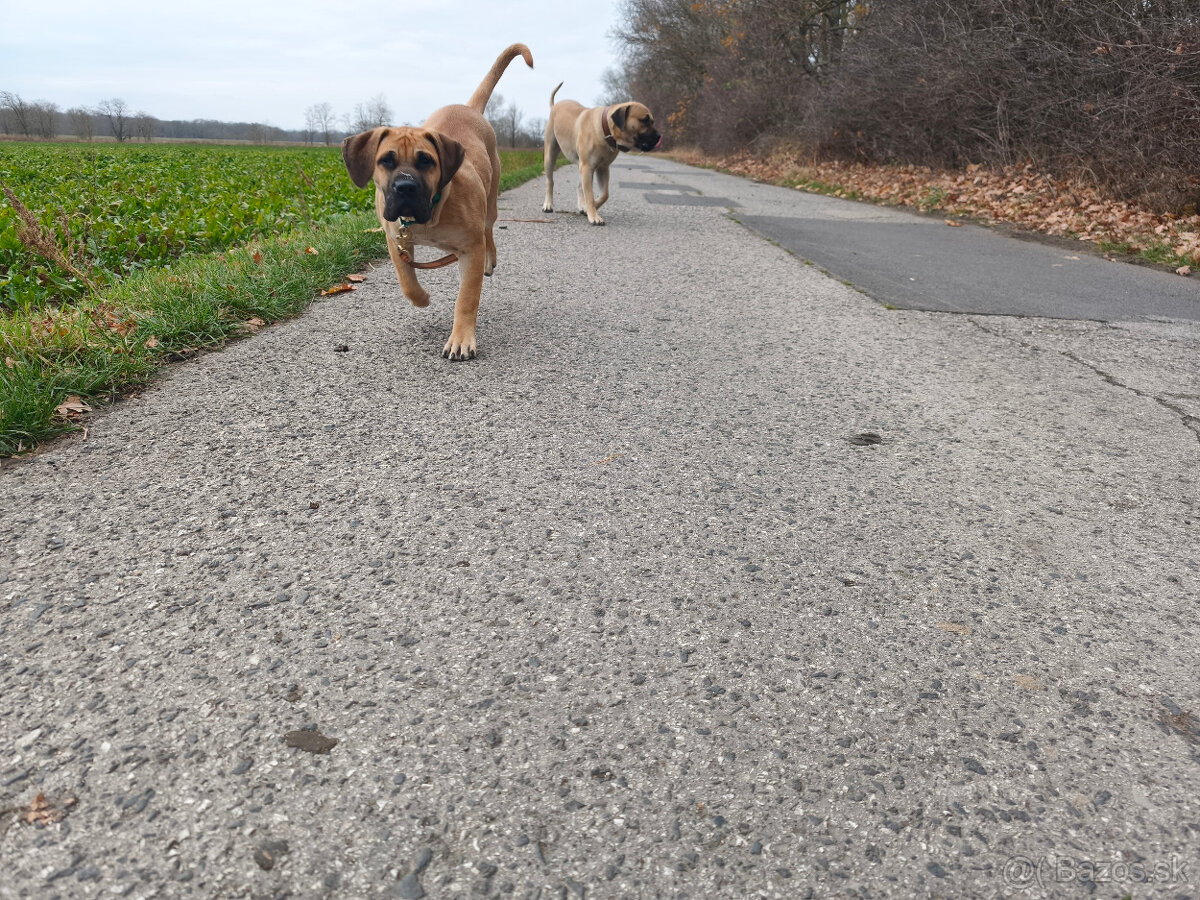 Krásna fenecka Kanárska Doga / Presa Canario s PP - 12