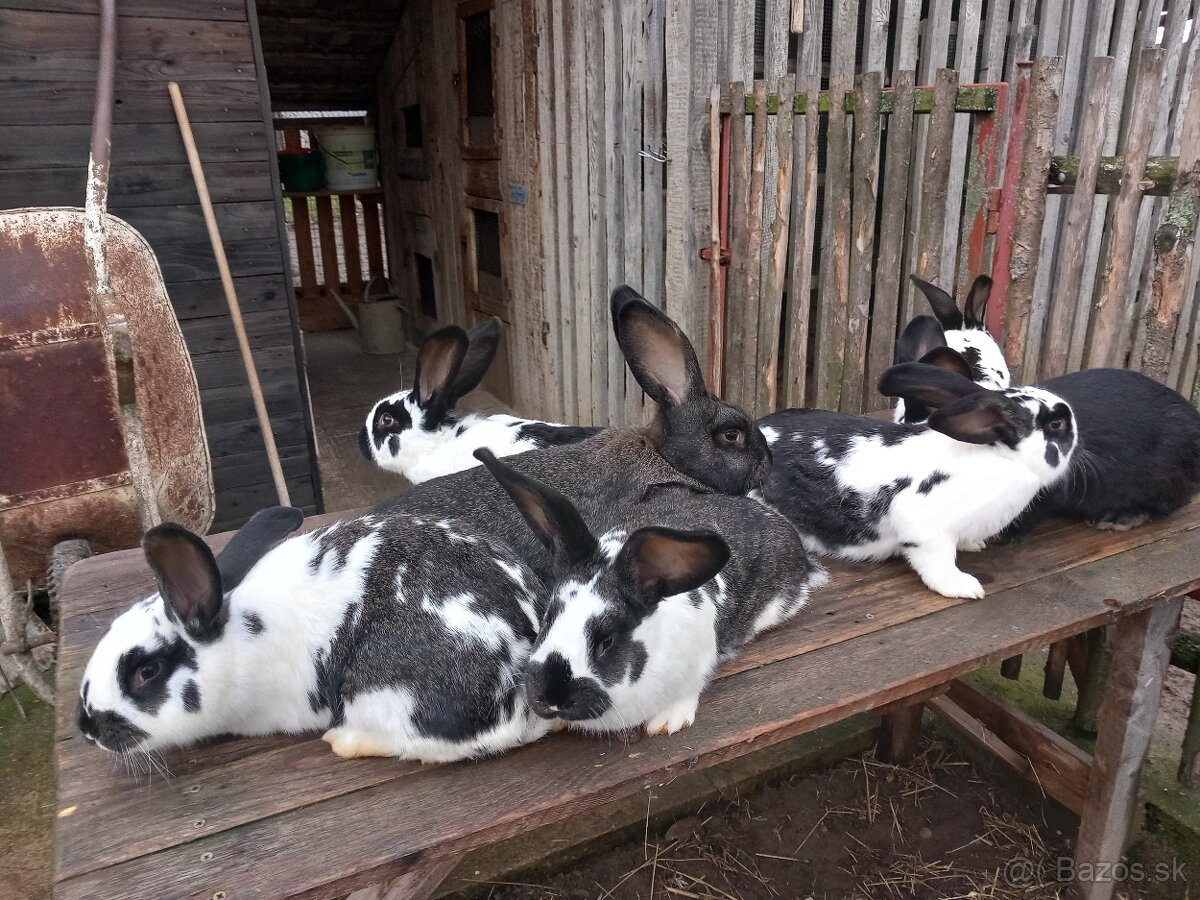 Predám králiky . - 12