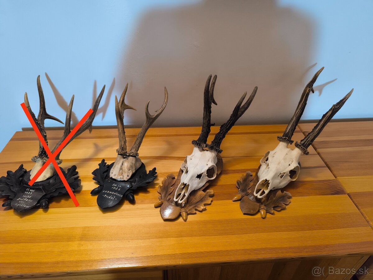 Trofeje srnca - 12