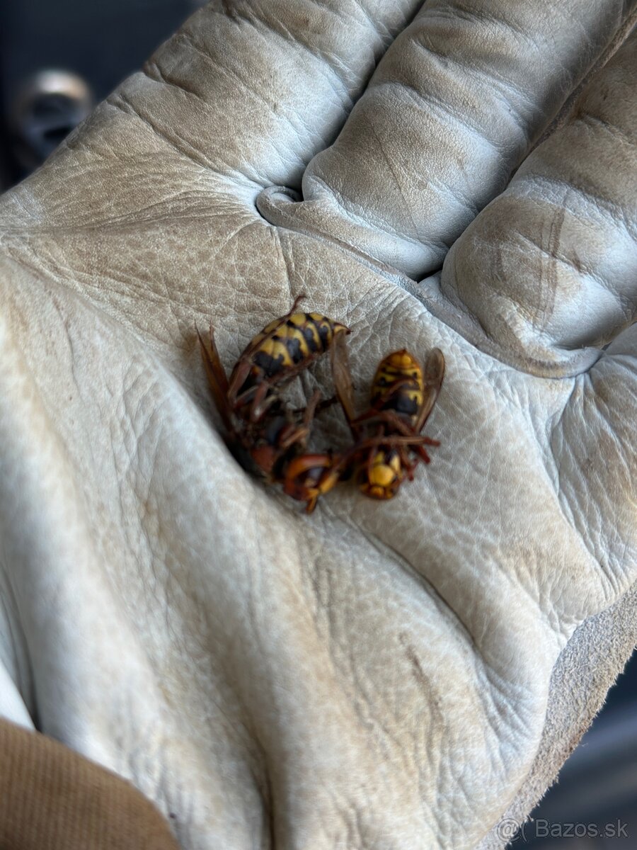 DERATIZÁCIA, DEZINFEKCIA, DEZINSEKCIA - 12