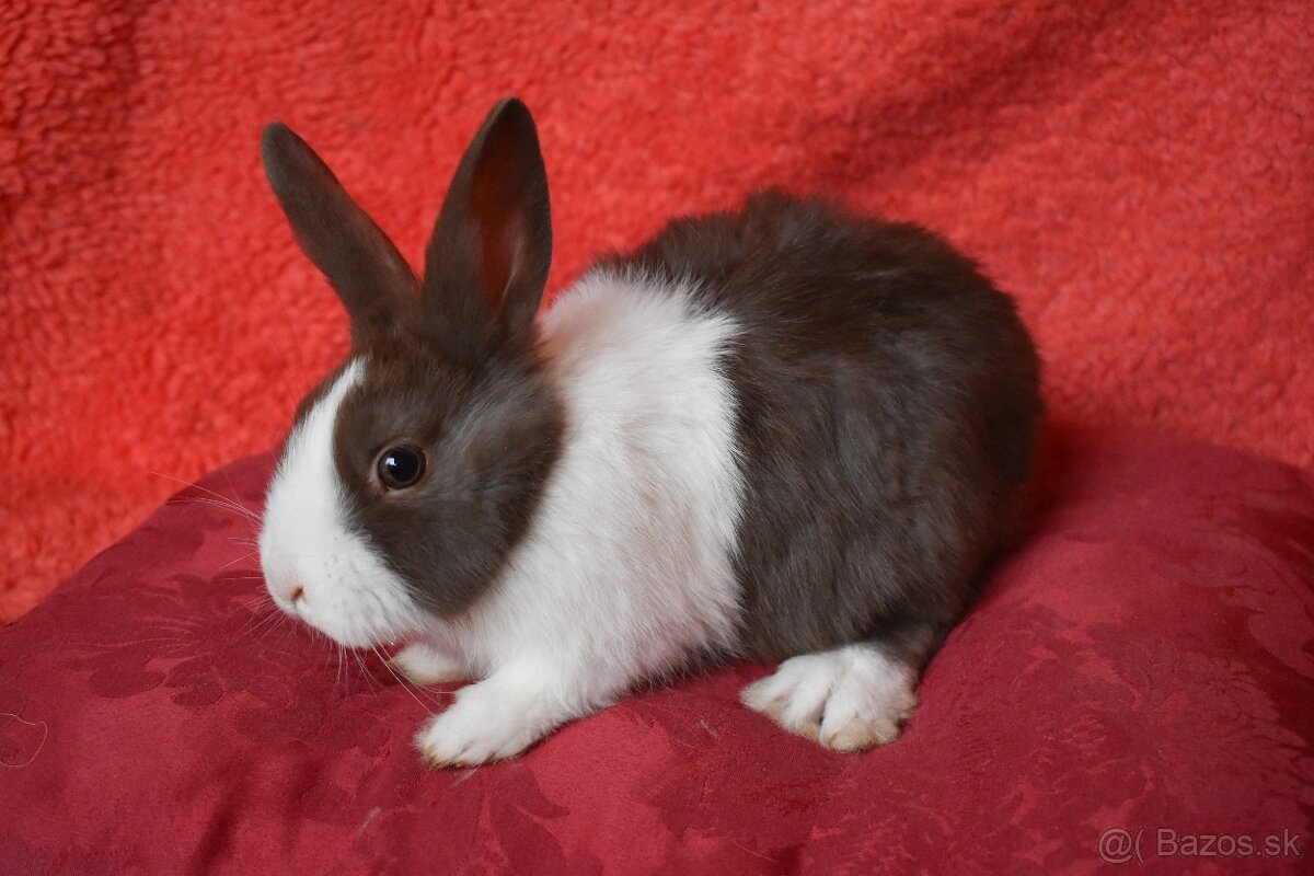 Predam Holandsky - 12