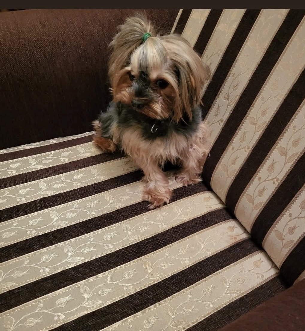 Yorkshirsky terier mini - 12