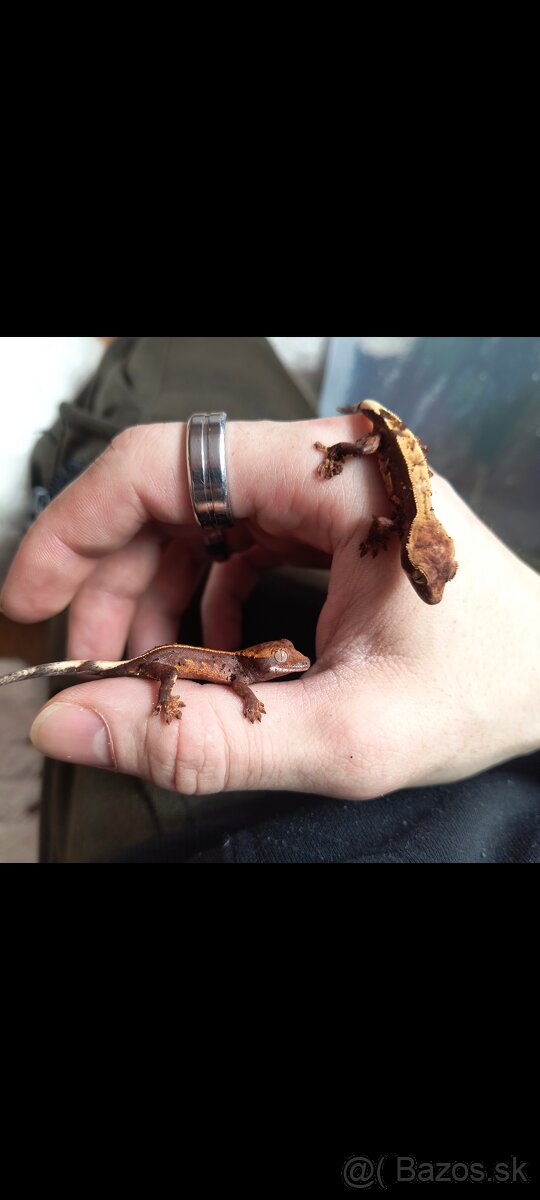 Pagekón riasnaty / Gekončik čínsky (Goniurosaurus hainanensi - 12