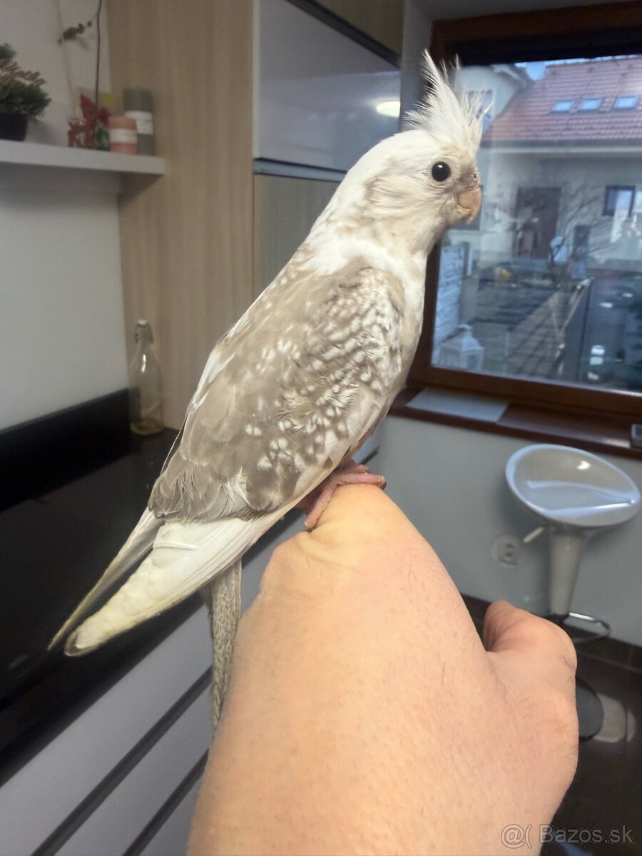 Korela Maznačik krotká. - 12