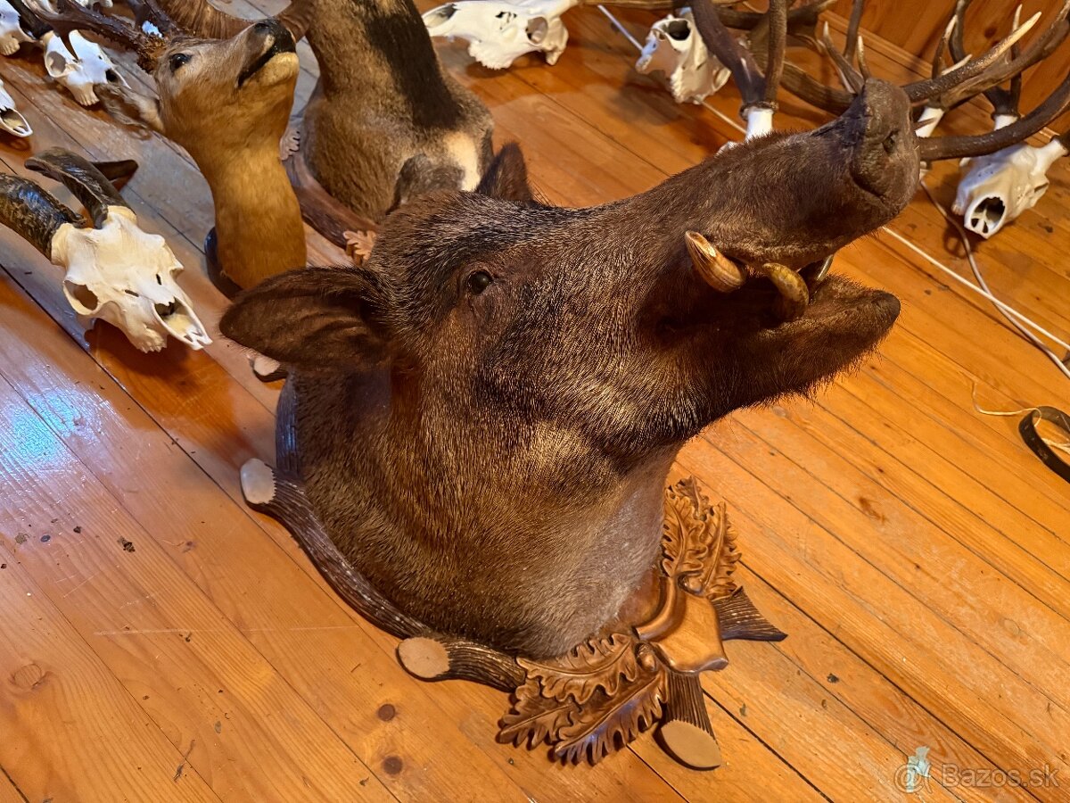 Poľovnícke trofeje - 12