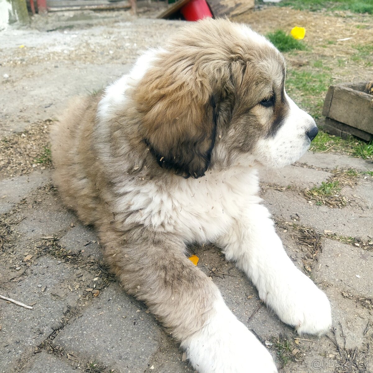 stredoázijský ovčiak - 12