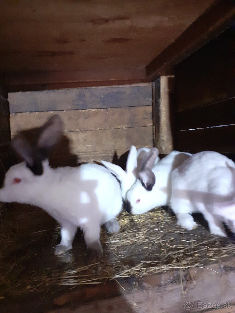 Predam zajace - 12
